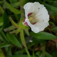 Centranthera indica (L.) Gamble